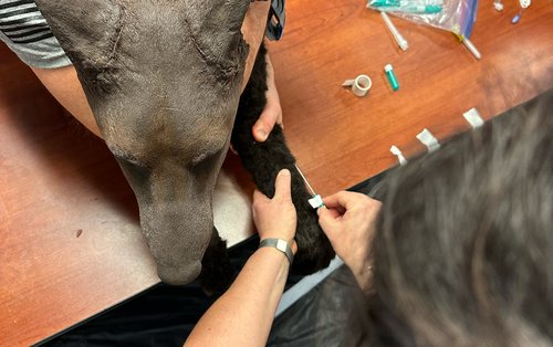 K9 training photo 55